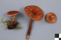 Lactarius camphoratus image